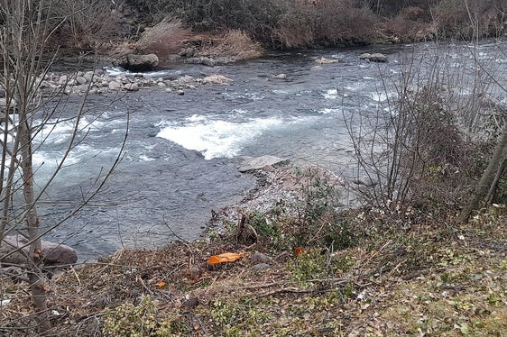 Durch den regelmäßigen Rückschnitt von zu großen oder morschen Pflanzen wird vermieden, dass diese in den Fluss stürzen und dadurch den Durchfluss behindern; derzeit ist die Wildbachverbauung damit am rechten Talferufer in Bozen oberhalb der Talferbrücke beschäftigt. (Foto: LPA/Maja Clara)