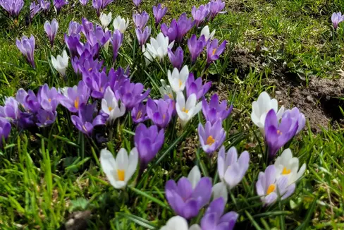 Risveglio di primavera. Così Lidwina Seeber ha titolato la sua immagine scattata vicino alla chiesetta di Santo Spirito a Casere, nel Comune di Predoi durante l'ultima settimana di aprile (Foto: ASP)