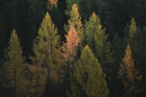 Für den Bereich Wissenschaften und Technologien der Baumzucht und Forstwirtschaft vereinbart das Land Südtirol mit der Freien Universität Bozen, eine Stiftungsprofessur einzurichten. (Foto: unsplash/federico bottos)