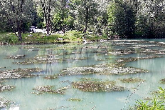 Grazie alla sua grande capacità di adattamento alle condizioni ambientali e alla sua rapida crescita e riproduzione, Elodea nuttallii ha colonizzato in breve tempo l'intero corpo idrico, sostituendo le piante autoctone (Foto: ASP/Agenzia per l'ambiente e la tutela del clima)