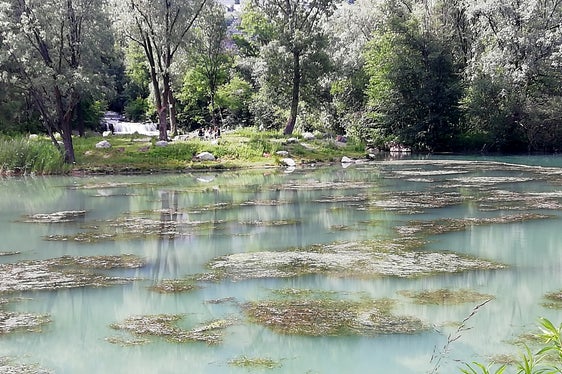 Aufgrund ihrer großen Anpassungsfähigkeit, ihres schnellen Wachstums und ihrer Vermehrung hat sich Elodea nuttallii in kurzer Zeit im gesamten Weiher ausgebreitet und die einheimischen Pflanzen verdrängt. (Foto: LPA/Landesagentur für Umwelt und Klimaschutz)