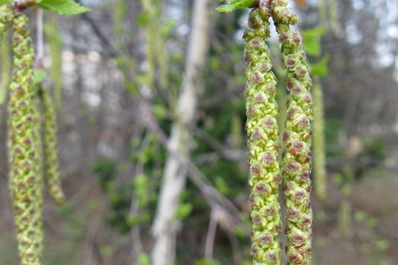 Le principali cause di allergia ai pollini sono dovute ai pollini delle graminacee e della betulla (Foto: Agenzia ambiente e tutela clima/Widmann)
