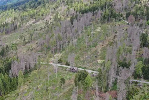 Uno degli obiettivi delle linee guida modificate è quello di proseguire la rimozione degli alberi danneggiati a seguito degli eventi naturali degli ultimi anni. (Foto: USP)