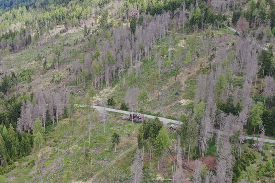 Uno degli obiettivi delle linee guida modificate è quello di proseguire la rimozione degli alberi danneggiati a seguito degli eventi naturali degli ultimi anni. (Foto: USP)