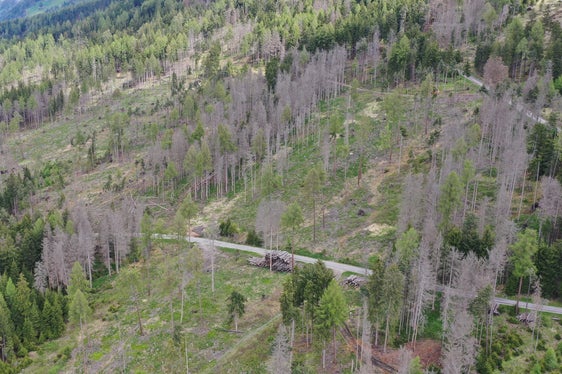 Uno degli obiettivi delle linee guida modificate è quello di proseguire la rimozione degli alberi danneggiati a seguito degli eventi naturali degli ultimi anni. (Foto: USP)