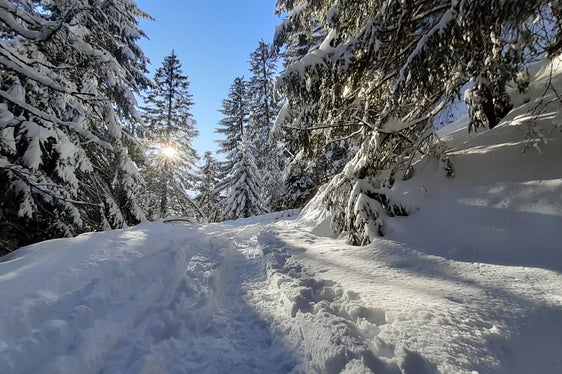 Webinar sul futuro dei sussidi nel settore forestale in Alto Adige: la maggior parte dei boschi ricopre un ruolo protettivo. (Foto: ASP/Guido Steinegger)