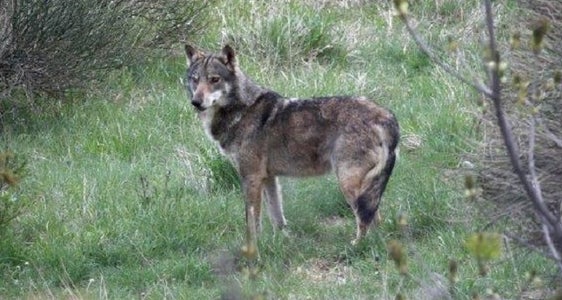 Das Urteil des Verwaltungsgericht ins Sachen Wolfs-Entnahmedekrete liegt vor. Das Ergebnis: Der Rekurs war unverfolgbar, weil die Frist für die Umsetzung der Entnahmedekrete verstrichen ist. (Foto: unsplash)