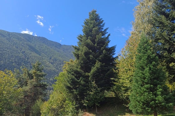 Diese Tanne war im Forstgarten Aicha vor circa 45 Jahren gesetzt worden. (Foto: LPA/Forstgarten Aicha/Markus Pfeifer)