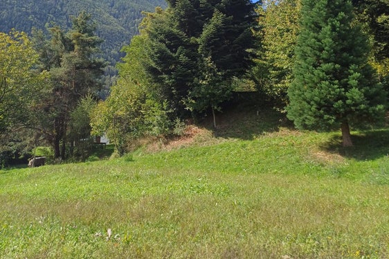 Questo abete è stato piantato nel vivaio forestale di Aica circa 45 anni fa. (Foto: USP/Vivaio forestale di Aica/Markus Pfeifer)