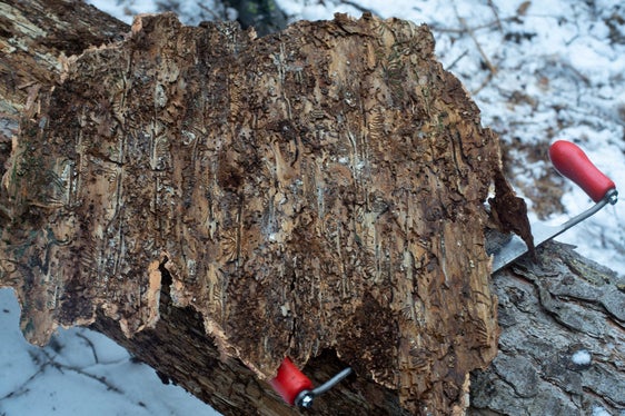Accompagnati dal personale della Ripartizione foreste gli scienziati si recano nella foresta per raccogliere campioni da esaminare in laboratorio (Foto: Lucas Leander Geiger)
