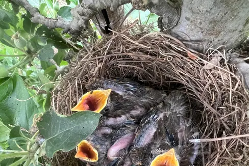 Il tordo canoro (Turdus philomelos) è una delle specie di uccelli più comuni nei frutteti, insieme al tordo del ginepro. (Foto: USP/Stazione forestale di Lana)