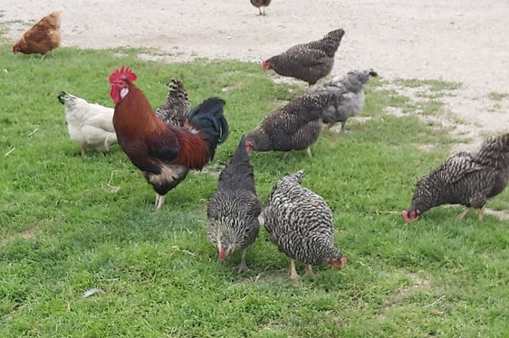 Per gli allevamenti più piccoli (fino a 49 bovini, 49 ovini/caprini, 9 equini, 39 suini, 499 polli o conigli, 9 ratiti, 19 alveari, 50 tonnellate di pesce), il numero di ore è ridotto del 30%. (Foto: USP/Ulrike Huber)