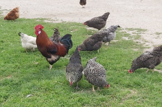 Bei kleineren Viehbeständen (bis 49 Rinder, 49 Schafe/Ziegen, 9 Einhufer, 39 Schweine, 499 Stück Geflügel oder Hasen, 9 Laufvögel, 19 Bienenstöcke, 50 Tonnen Fisch) wird die Stundenanzahl um 30 Prozent reduziert. (Foto: LPA/Ulrike Huber)