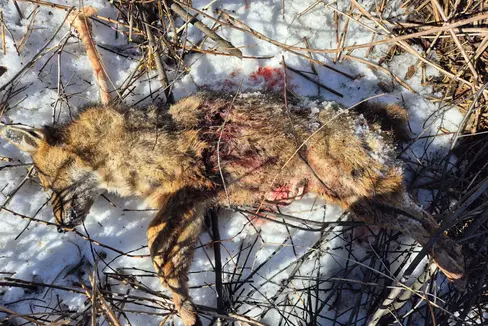 Dopo il ritrovamento di uno sciacallo dorato a Caminata in Val di Vizze, l'autorità forestale ha prodotto una documentazione fotografica e avviato le indagini. (Foto: USP/Ripartizione Servizio forestale della Provincia)