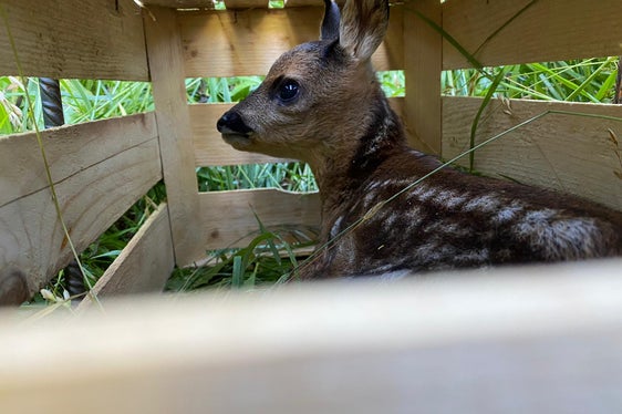 Die ausfindig gemachten Rehkitze werden in Kisten an den Wiesenrand gebracht und wieder freigelassen, wenn keine Gefahr mehr droht. (Foto: LPA/Südtiroler Jagdverband/Markus Gurschler)