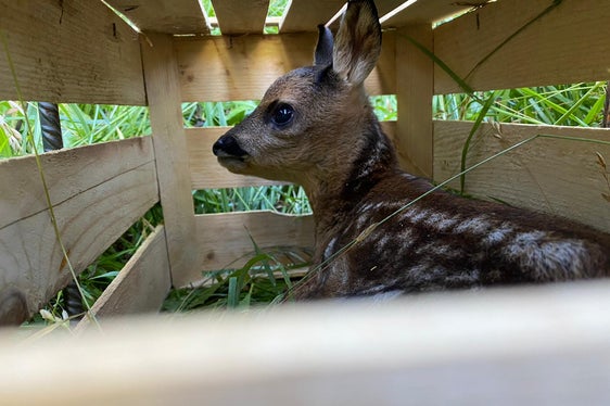 Die ausfindig gemachten Rehkitze werden in Kisten an den Wiesenrand gebracht und wieder freigelassen, wenn keine Gefahr mehr droht. (Foto: LPA/Südtiroler Jagdverband/Markus Gurschler)