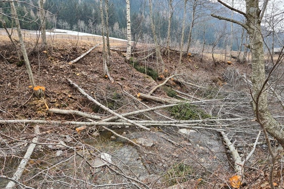 Zu den regelmäßigen Aufgaben der WIldbachverbauung gehört auch die Pflege der Ufervegetation. Im Bild eine Momentaufnahme während der Durchforstung am Waltnerbach im Passeiertal. (Foto: LPA/Landesamt für Wildbach- und Lawinenverbauung West)