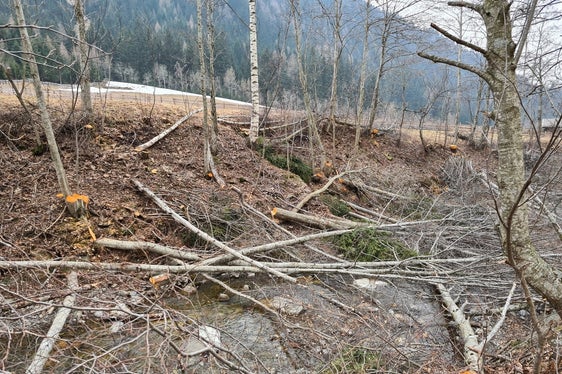 Zu den regelmäßigen Aufgaben der WIldbachverbauung gehört auch die Pflege der Ufervegetation. Im Bild eine Momentaufnahme während der Durchforstung am Waltnerbach im Passeiertal. (Foto: LPA/Landesamt für Wildbach- und Lawinenverbauung West)