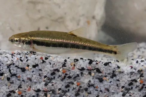 Tra le specie di pesci di piccole dimensioni figura la sanguinerola: raggiunge una lunghezza compresa tra i sei e i dieci centimetri, vive in branchi e appartiene all’ordine dei Cyprinidi, ma, a differenza dei suoi parenti, predilige acque ricche di ossigeno, come ad esempio il Lago di Braies. (Foto: USP/Ufficio provinciale Gestione fauna selvatica)