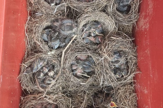 Mitarbeiter der Landesforstbehörde haben die heruntergerissenen Nester mit Vögeln an das Vogelpflegezentrum Dorf Tirol übergeben. (Foto: LPA/Forststation Lana)