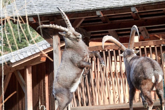 Am Tag der Museen findet im Wildgehege des Bunker Mooseums im Passeiertal eine Steinbockfütterung statt. (Foto: LPA/MuseumHinterPasseier)