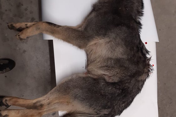 Nella notte del 10 aprile, una lupa è stata investita sulla strada statale del Brennero, vicino alla zona industriale di Salorno. (Foto: USP/Ufficio provinciale Gestione fauna selvatica)