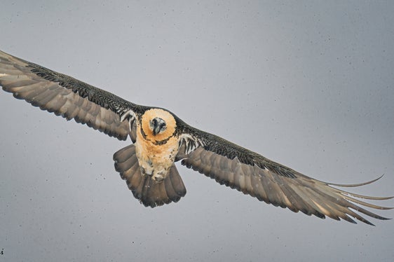 La morte di un pulcino di gipeto in Val Venosta illustra la particolare sensibilità della specie durante il periodo riproduttivo: anche un fattore di disturbo nell'area del nido può portare gli uccelli adulti ad abbandonare la prole, lasciandola senza protezione. (Foto: Mario Monfrini)