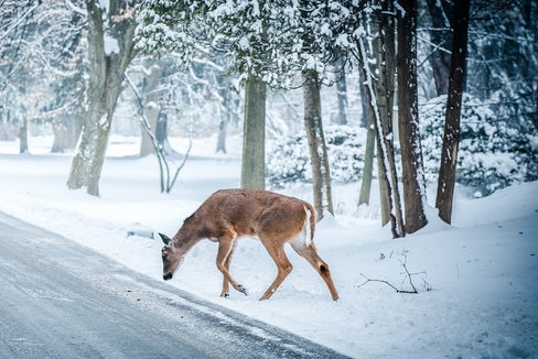 Gli animali selvatici percepiscono il colore blu come minaccioso e quindi di solito fuggono (Foto: Pexels)