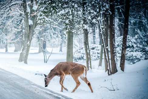 Gli animali selvatici percepiscono il colore blu come minaccioso e quindi di solito fuggono (Foto: Pexels)
