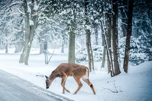 Gli animali selvatici percepiscono il colore blu come minaccioso e quindi di solito fuggono (Foto: Pexels)