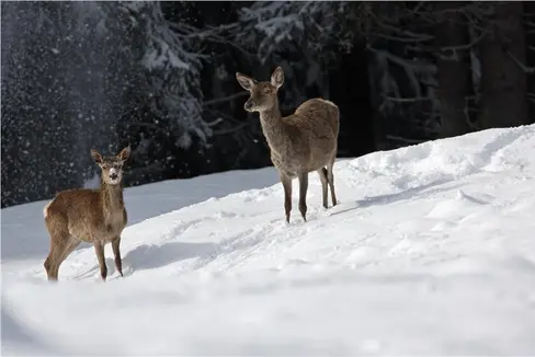 Um Wildtiere und Fahrende besser zu schützen, hat der Straßendienst des Landes auf neuralgischen Straßenabschnitten in Südtirol vor Weihnachten 750 zusätzliche Wildreflektoren angebracht. (Foto: Amt für Jagd und Fischerei)