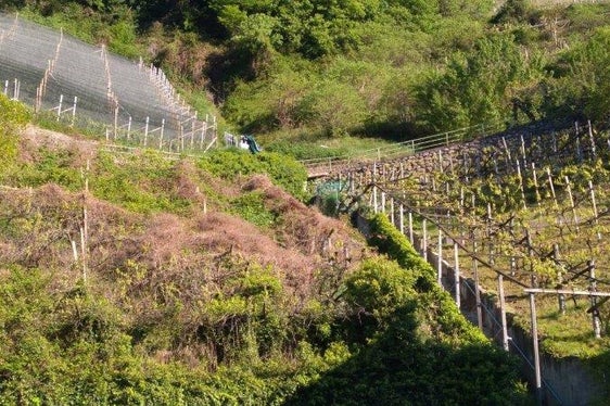 Aufgegebene oder ungepflegte Obst- und Rebanlagen stellen ein erhebliches phytosanitäres Risiko für den erwerbsmäßigen Obst- und Weinbau dar. Da dort keine regulären Pflanzenschutz- und Pflegemaßnahmen mehr durchgeführt werden, können sie sich ungehindert zu Erregerherden entwickeln. (Foto: LPA/Landespflanzenschutzdienst im Landesamt für Obst- und Weinbau in der Landesabteilung Landwirtschaft)