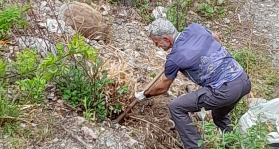 Neophyten können heimische Arten aus ihrem Lebensraum verdrängen: Peter Rainer, Mitarbeiter im Landesamt für Natur, beim Entfernen von Südamerikanischem Pampasgras links der Falschauer in Lana. (Foto: LPA/Landesamt für Natur)