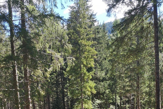 Gemeinsam mit Experten begeben sich die angehenden Junior Ranger auf die Spuren der Schätze der Natur. (Foto: LPA/Landesamt für Natur)