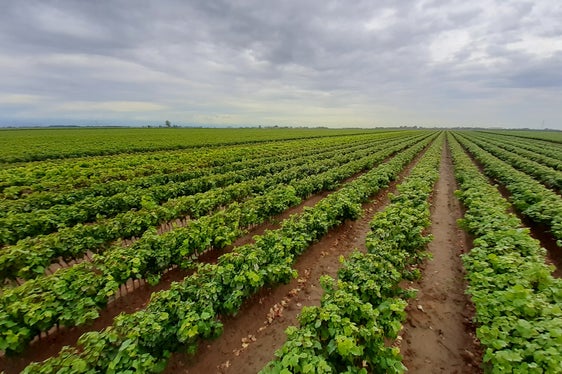 Von Südtirol betriebene Rebschule im Veneto (Foto: LPA/Landespflanzenschutzdienst in der Landesabteilung Landwirtschaft)