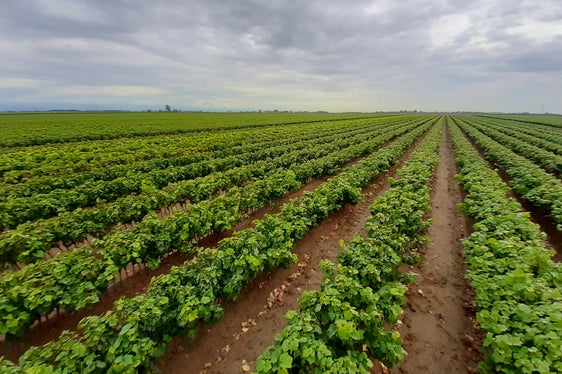 Von Südtirol betriebene Rebschule im Veneto (Foto: LPA/Landespflanzenschutzdienst in der Landesabteilung Landwirtschaft)