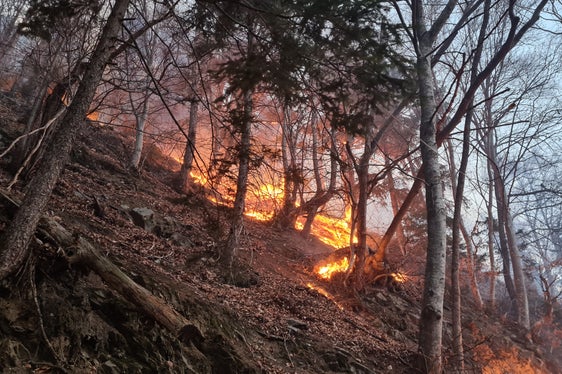 Feuer im Wald oder in Waldnähe sind ein großes Risiko - Herz-Jesu-Feuer müssen gemeldet werden. Die Abteilung Forstdienst mahnt trotz der ergiebigen Niederschläge der letzten Wochen zu Vorsicht. (Foto: LPA/Abteilung Forstdienst)
