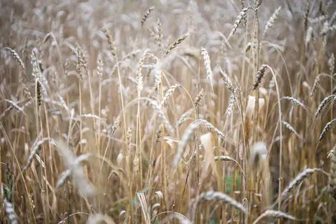 Das Land unterstützt den Anbau von einheimischem Getreide und die Produktion von Regiokorn durch Zuschüsse für Erntemaschinen. (Foto: IDM/Alex Filz)