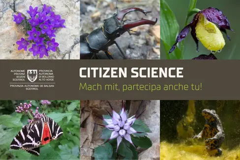 Sechs Arten gesucht: Im Rahmen eines Citizen-Science-Projekts können Sichtungen von Moretti-Glockenblume (Foto: Sepp Hackhofer), Hirschkäfer (Foto: Martin Mair), Frauenschuh (Foto: Sepp Hackhofer), Russischer Bär (Foto: Giulia Ligazzolo), Schopfteufelskralle (Foto: Markus Fill) und Gelbbauchunke (Foto: Tetraon) gemeldet werden. (Collage: Landesamt für Natur)