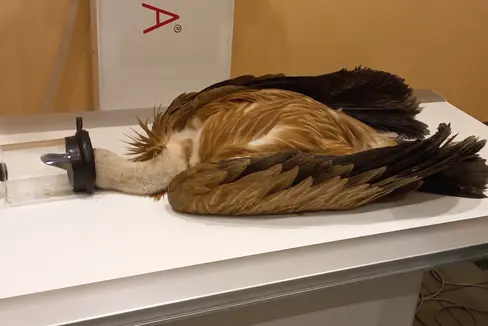 In einer Tierklinik wurde der junge Gänsegeier untersucht und dann ins Friaul zur weiteren Pflege gebracht – am vergangenen Sonntag war er in einem Garten in Leifers gefunden worden. (Foto: LPA/Landesforstkorps)