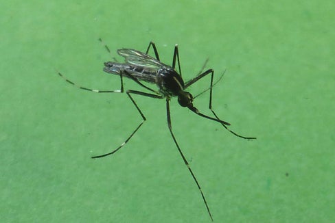 Die Tigermücke ist eine invasive und aggressive Stechmücke, die ursprünglich aus Südostasien stammt. Seit den 1990er Jahren hat sie sich in mehreren italienischen Regionen ausgebreitet, seit 2010 ist sie auch in Südtirol präsent. (Foto: LPA/Landesagentur für Umwelt und Klimaschutz/Edith Bucher)