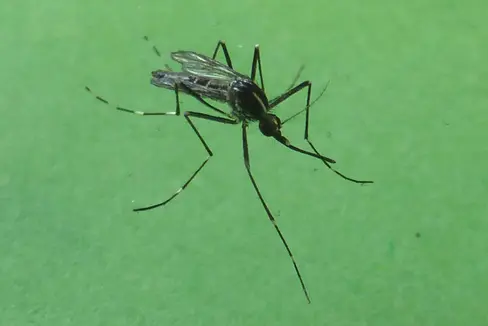 La zanzara tigre è un insetto invasivo, aggressivo e pungente, proveniente originariamente dal Sud Est Asiatico; a partire dagli anni ’90 si è diffuso in diverse regioni italiane e dal 2010 è presente anche in Alto Adige (Foto: Appa Bolzano/E. Bucher)