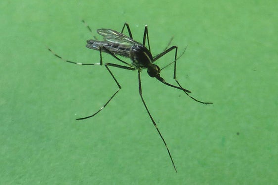 La zanzara tigre è un insetto invasivo, aggressivo e pungente, proveniente originariamente dal Sud Est Asiatico; a partire dagli anni ’90 si è diffuso in diverse regioni italiane e dal 2010 è presente anche in Alto Adige (Foto: Appa Bolzano/E. Bucher)