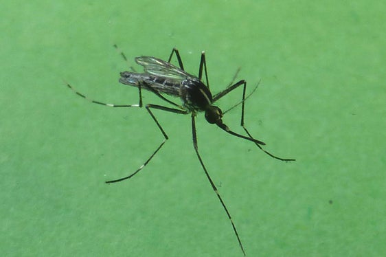 La zanzara tigre è un insetto invasivo, aggressivo e pungente, proveniente originariamente dal Sud Est Asiatico; a partire dagli anni ’90 si è diffuso in diverse regioni italiane e dal 2010 è presente anche in Alto Adige (Foto: Appa Bolzano/E. Bucher)