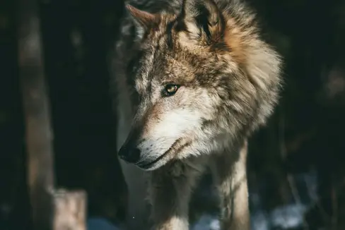 Esperti dei Paesi appartenenti alla comunità Arge-Alp hanno recentemente discusso il tema della gestione dei lupi nel corso di un convegno tecnico tenutosi a Bellinzona. (Foto: Unsplash)