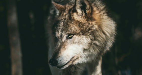 Über das Thema Wölfe haben sich jüngst Fachleute der Arge-Alp-Länder in Bellinzona ausgetauscht. (Foto: Unsplash)