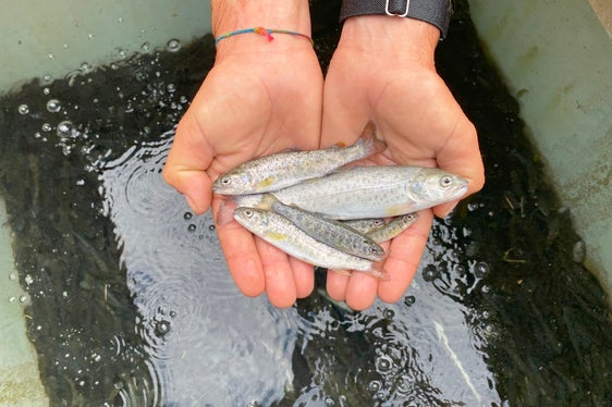 Acht Monate alter Besatz der Marmorierten Forelle im Aquatischen Artenschutzzentrum. (Foto: LPA/Aquatisches Artenschutzzentrum)