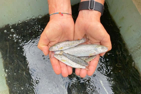 Acht Monate alter Besatz der Marmorierten Forelle im Aquatischen Artenschutzzentrum. (Foto: LPA/Aquatisches Artenschutzzentrum)