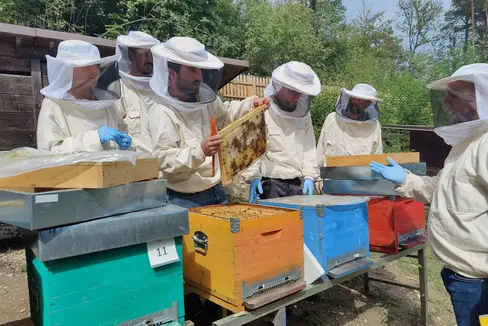 Gli apicoltori che rispettano i regolamenti sulla produzione biologica continueranno a ricevere i contributi de minimis per i controlli (Foto: Klaus Blasbichler/Scuola Agraria Laimburg)
