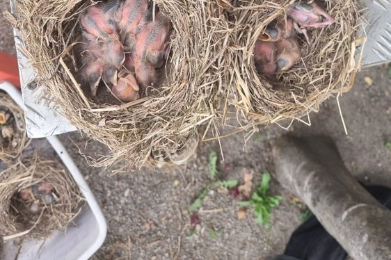 Mitarbeiter des Landesforstkorps haben die heruntergerissenen Nester mit Vögeln an das Vogelpflegezentrum Dorf Tirol übergeben. (Foto: LPA/Forststation Lana)